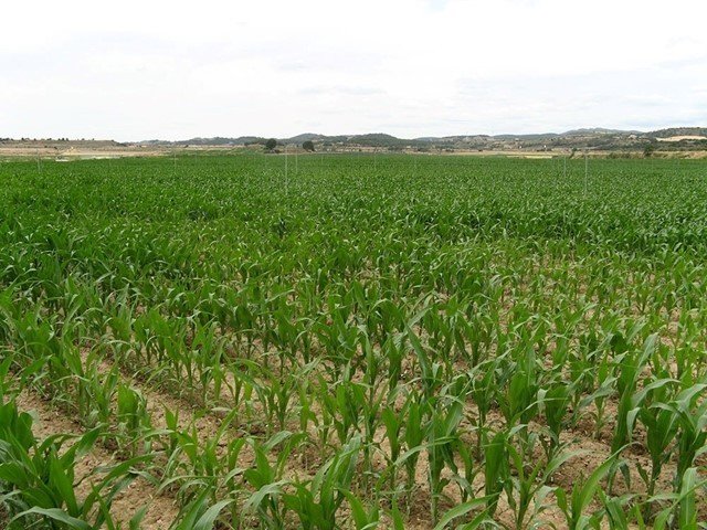 Campo de maíz.