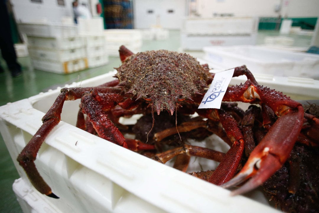 Burela, Lugo. Lonja de marisco en el Puerto de Burela. Especies como los santiaguiños han superado los 215€ por kilo en la penúltima subasta previa a la Nochebuena. En la imagen, centolla capturada y subastada, en la tarde del martes 19 de diciembre