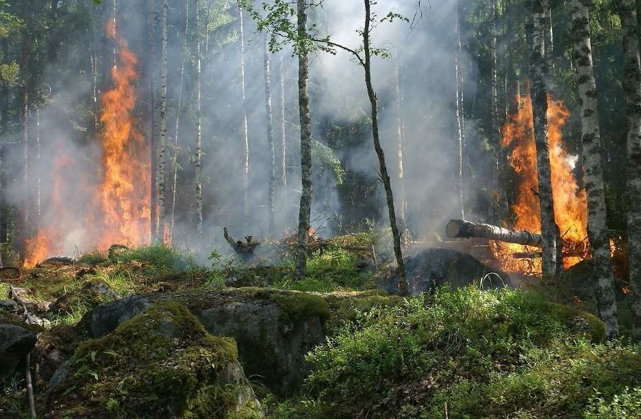 Una mejor gestión del aprovechamiento forestal podría reducir en un 30% los incendios este verano