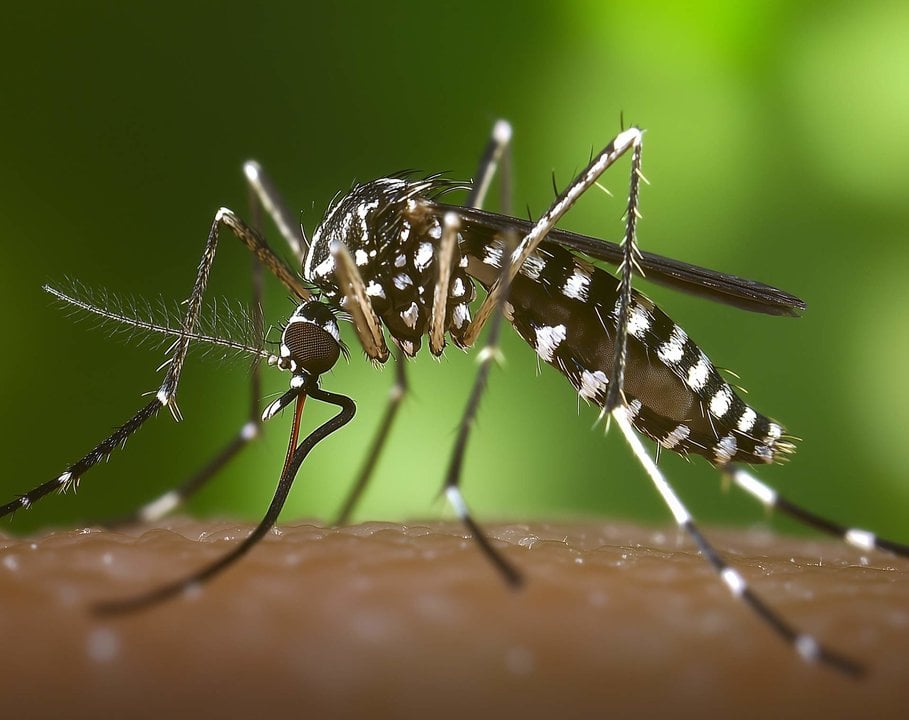 Mosquito tigre. Foto: Ayuntamiento de las Rozas / Europa Press