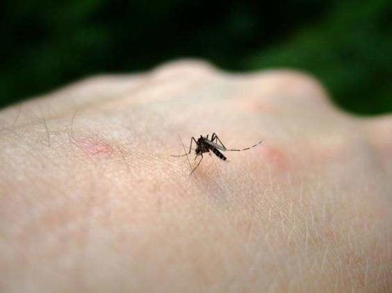 El producto perfecto de Mercadona para combatir los mosquitos