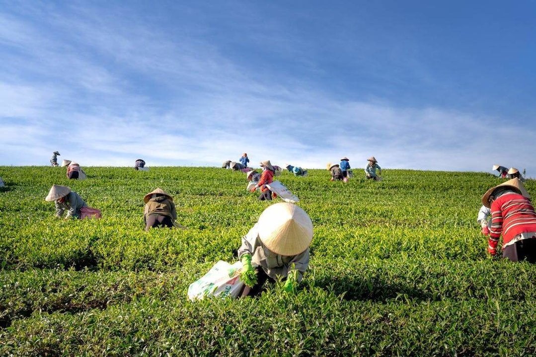 El crecimiento sostenible empieza en el sector agro: la gran apuesta de Banco Santander