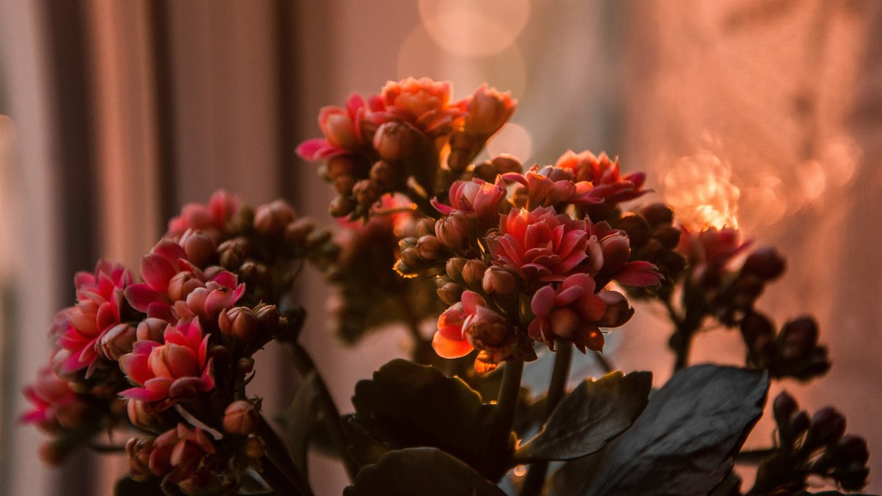 Las mejores flores de invierno para cuidar en casa