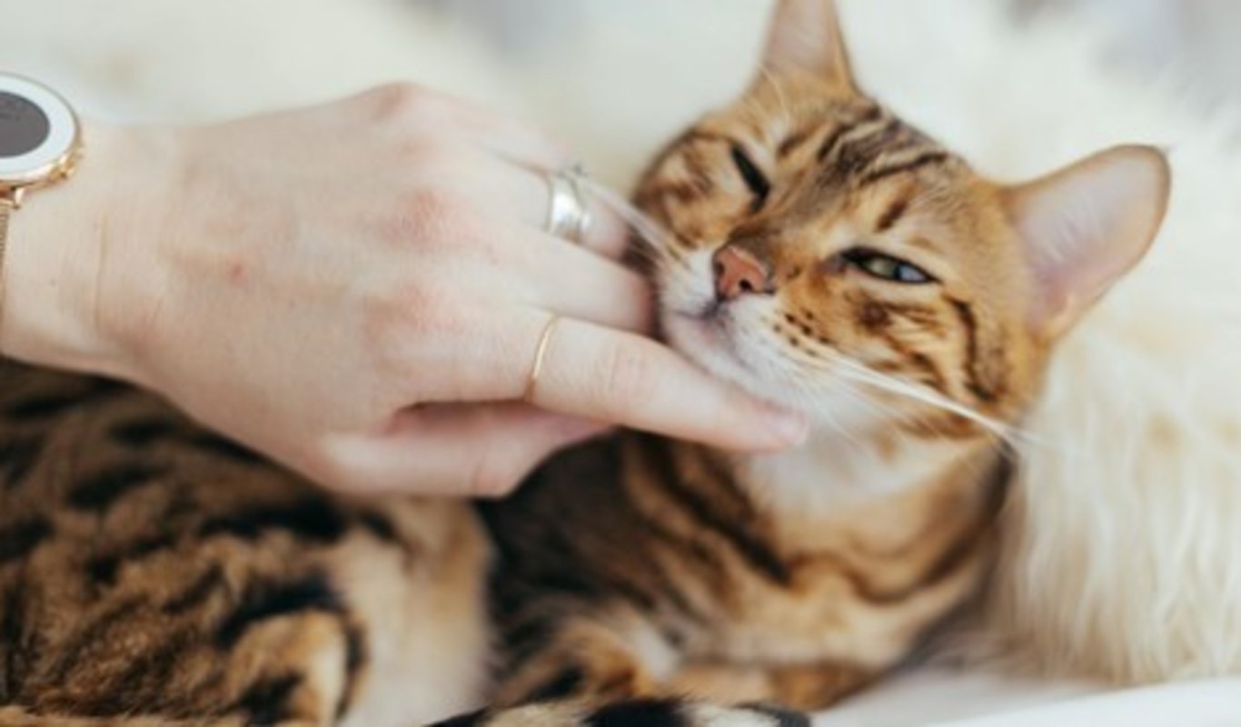 Cómo cuidar y educar a un gato claves para su bienestar