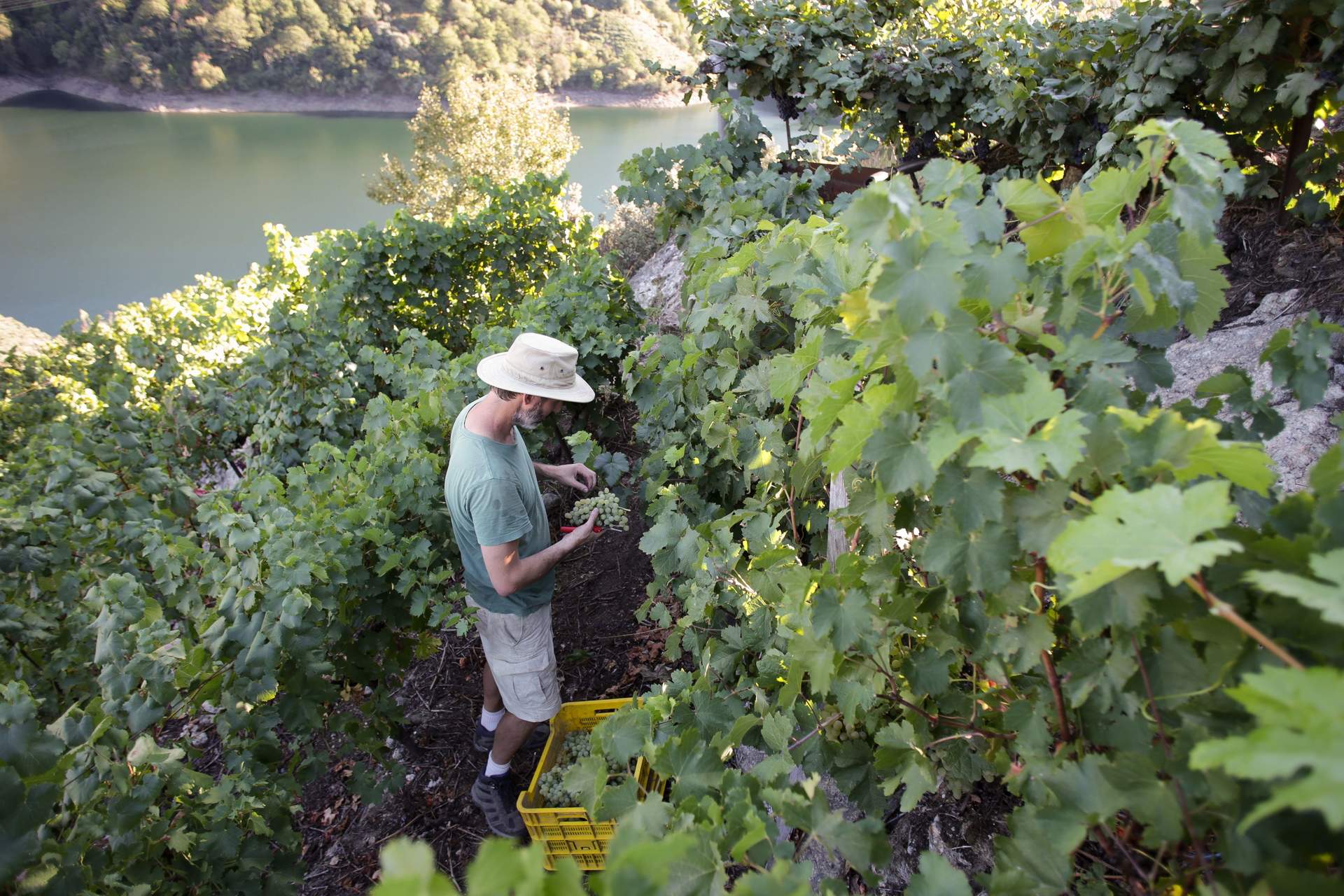 Unión de Uniones critica que se reduzcan las ayudas a viticultores y se deriven a las bodegas en la nueva PAC