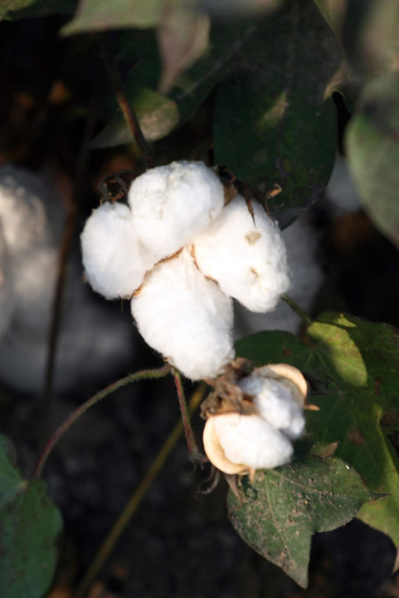 Agricultura abre el periodo de consulta pública de la orden sobre el pago específico al cultivo del algodón