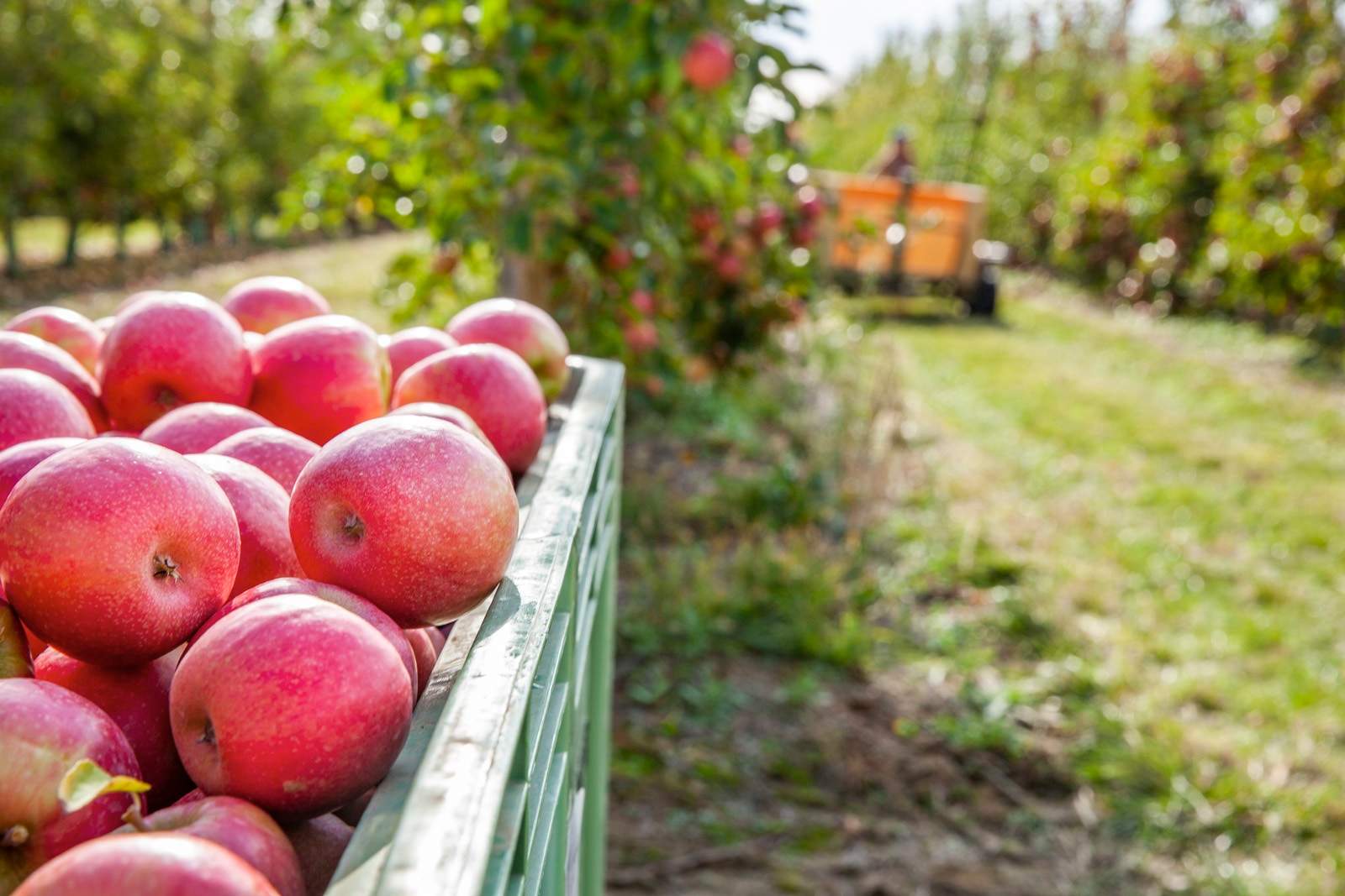 Pink Lady prevé que la cosecha de sus manzanas en España sea entre un 20% y un 30% inferior este año