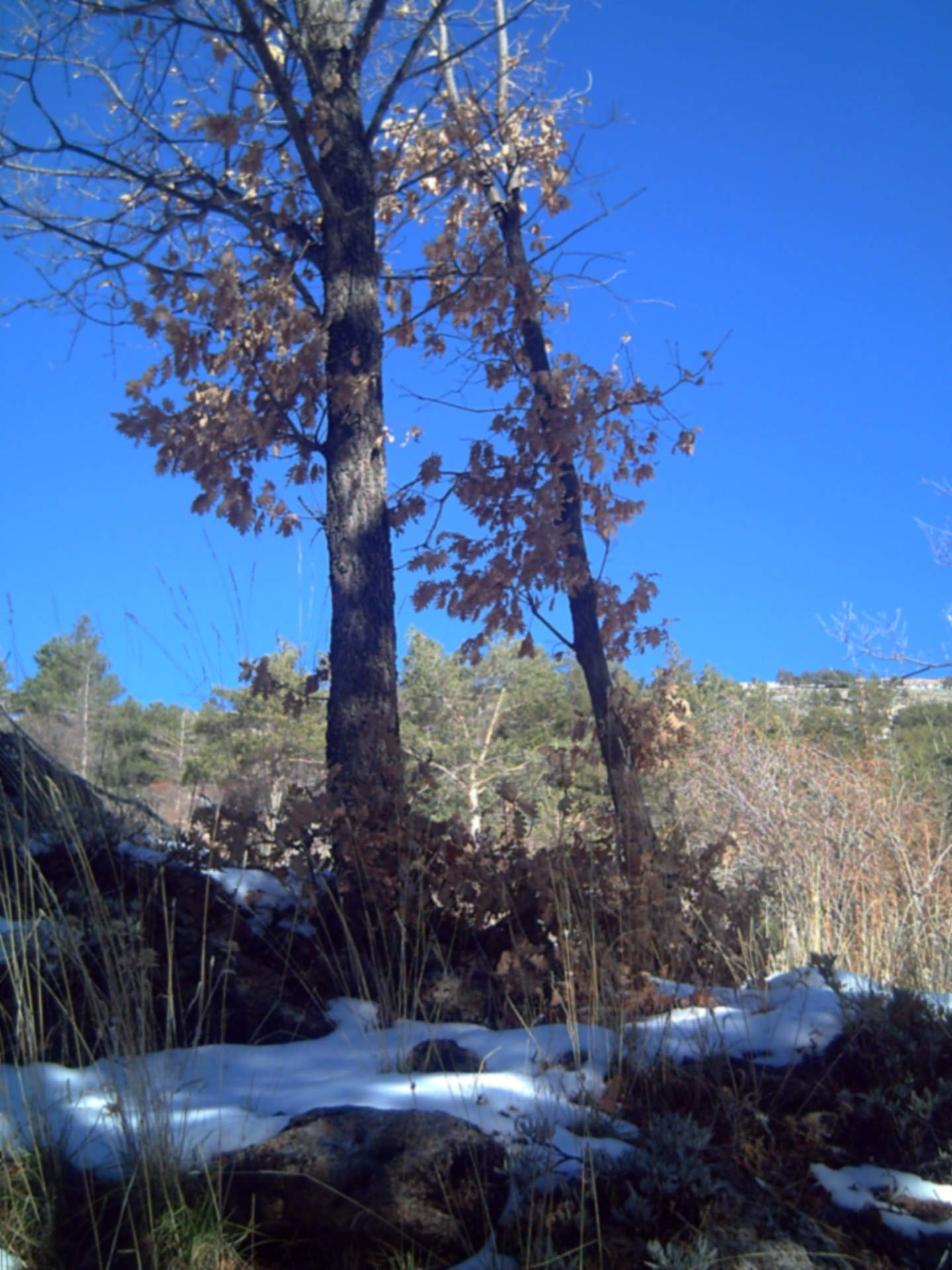 La naturaleza en Pedraza de la Sierra. Fuente |Flickr.