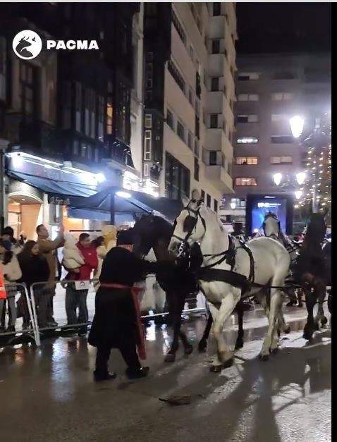 Pacma culpa al Ayuntamiento del desplome de dos caballos en la cabalgata de Reyes