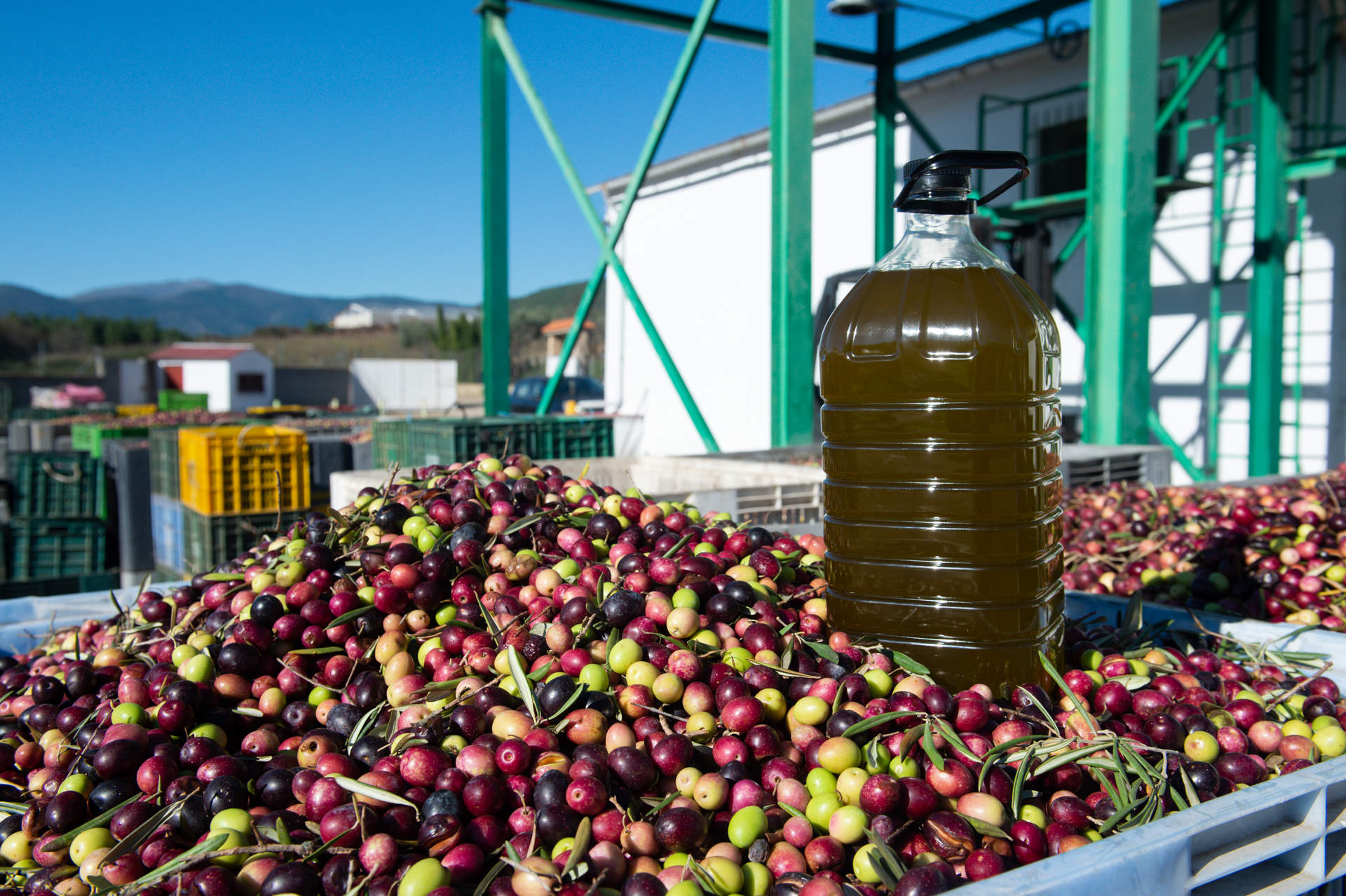 El precio del aceite de oliva se elevó un 64,5% en noviembre, con una caída de la demanda del 43%