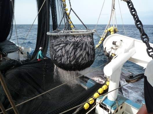La flota atunera española insta a tomar medidasintegrales para la pesquería de túnidos tropicales