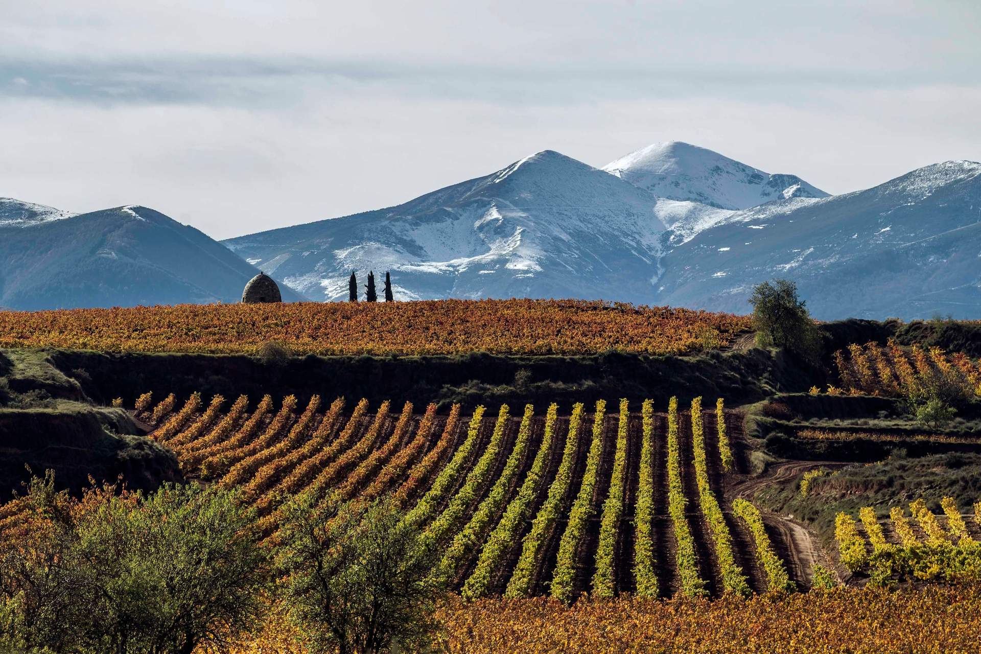 La gran diversidad de Rioja estará presente en un maridaje con alta cocina de mercado y vinos en Madrid Fusión