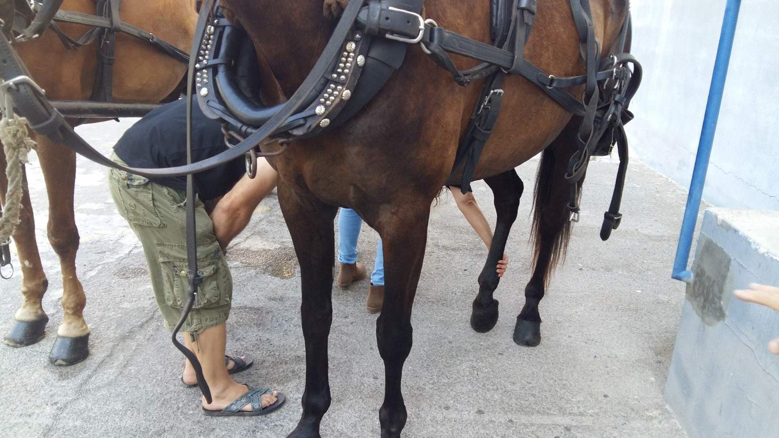 El Ayuntamiento de Palma tramita todas las denuncias presentadas por actuaciones que afectan a caballos de galeras