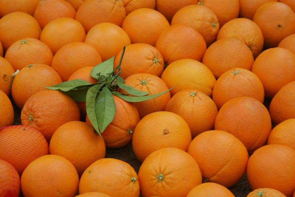 Asaja denuncia ante la AICA la venta de naranja de Egipto como si fueran de Palma del Río (Córdoba)