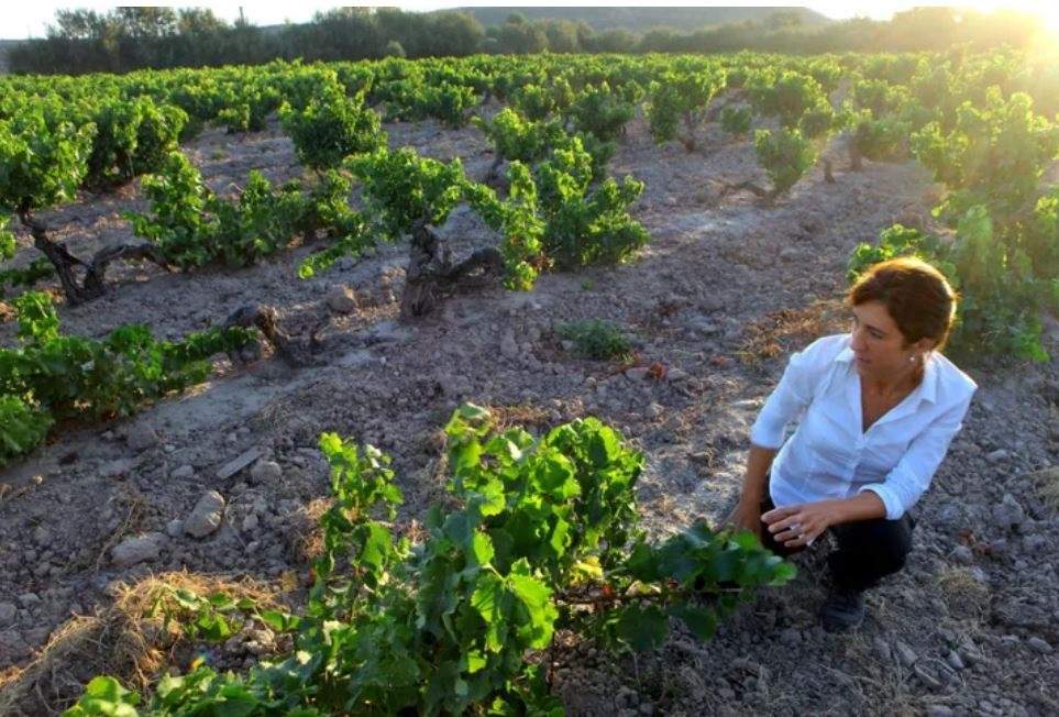 El número de mujeres al frente de explotaciones vitivinícolas se ha duplicado en 10 años