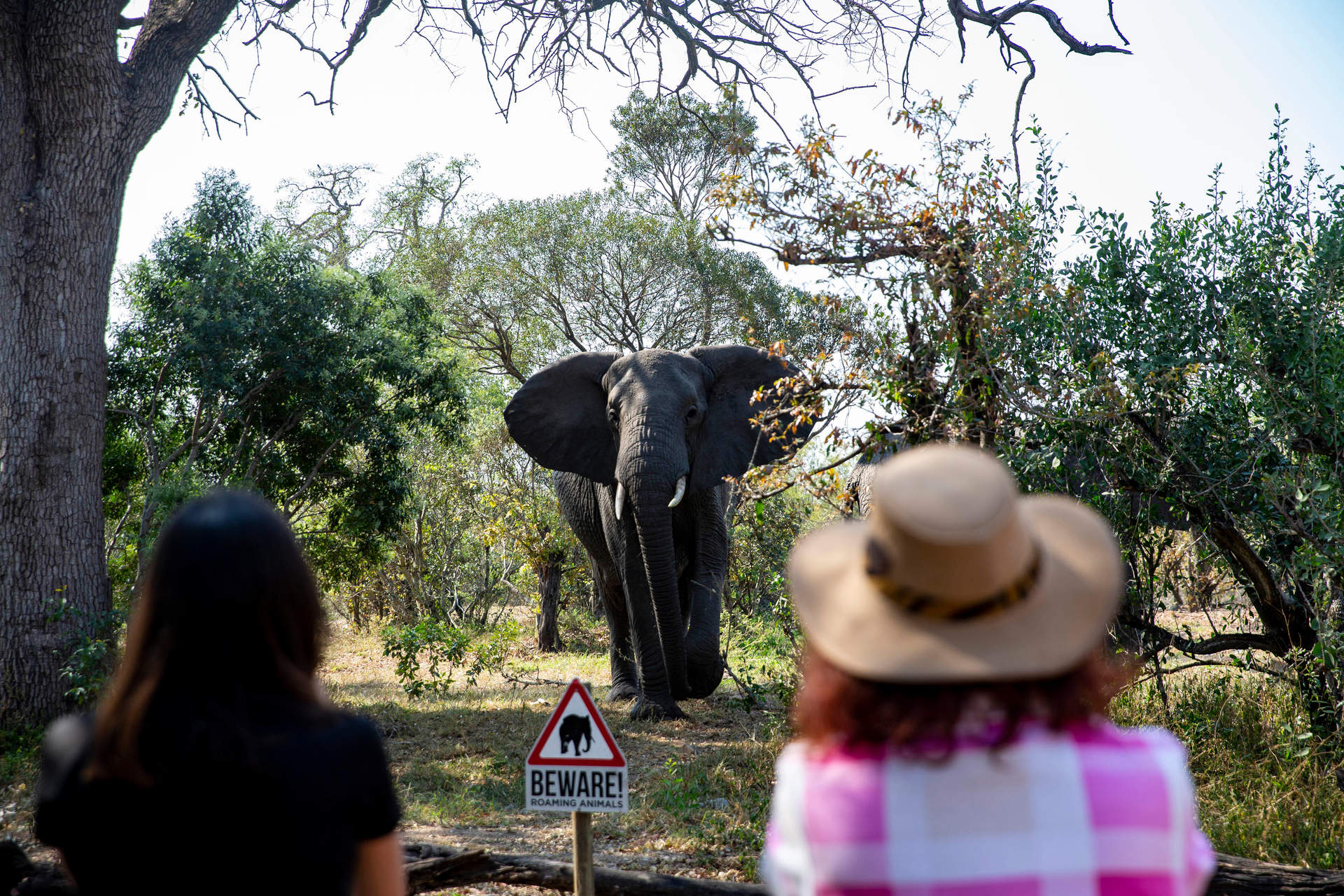 Muere un turista español en Sudáfrica aplastado por un elefante al intentar fotografiar su manada
