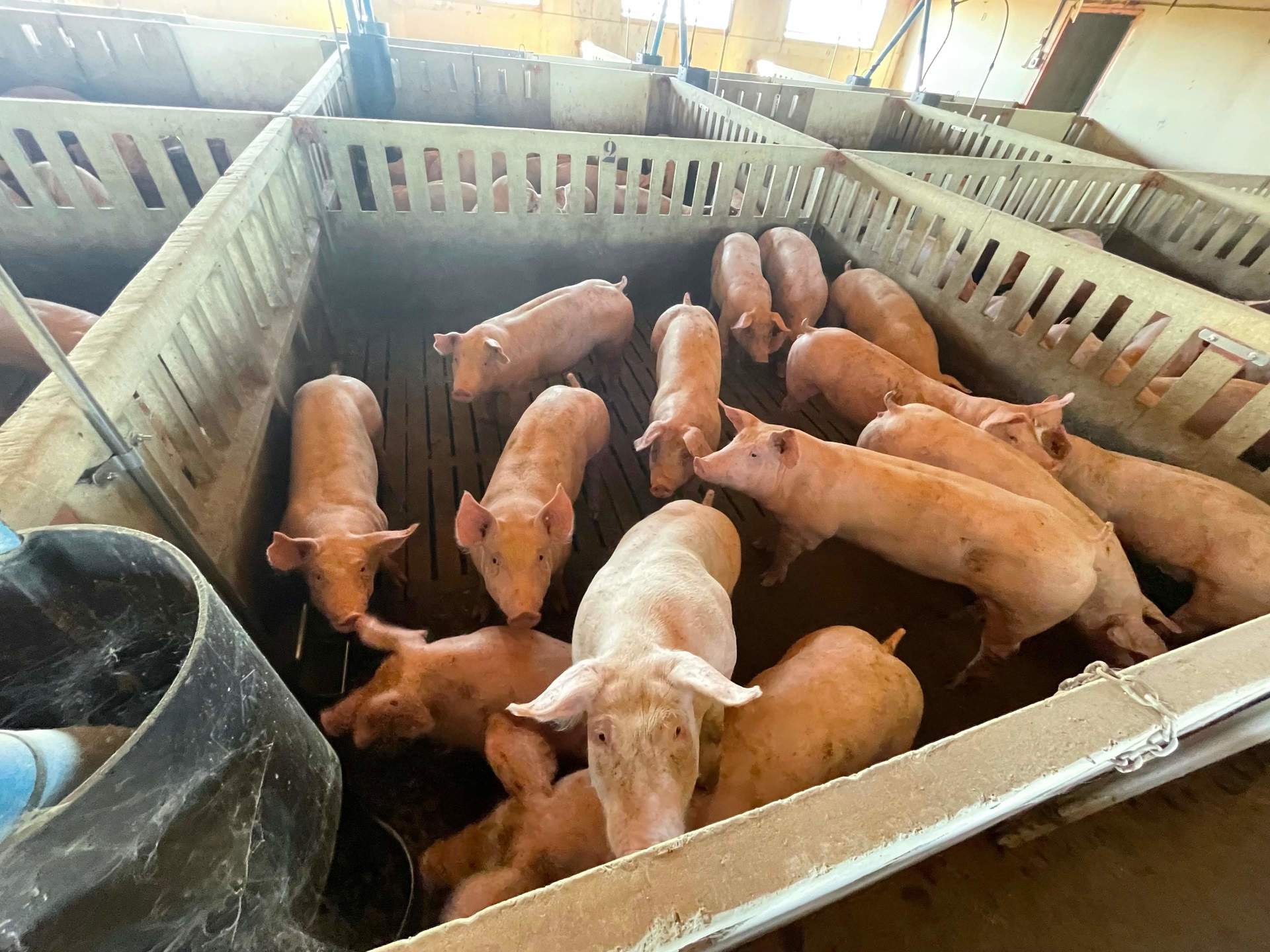 Agricultura e Interporc promocionan la carne y productos del porcino español en la feria Wofex de Filipinas
