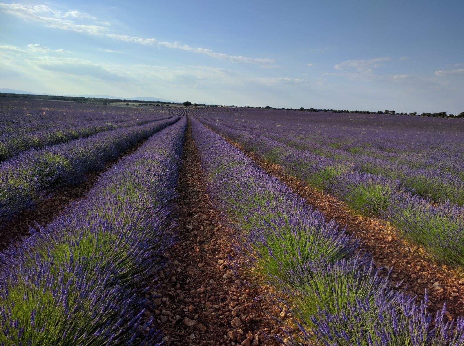 Gobierno de C-LM autoriza adelantar la cosecha en las parcelas de lavanda afectadas por la plaga de gusano