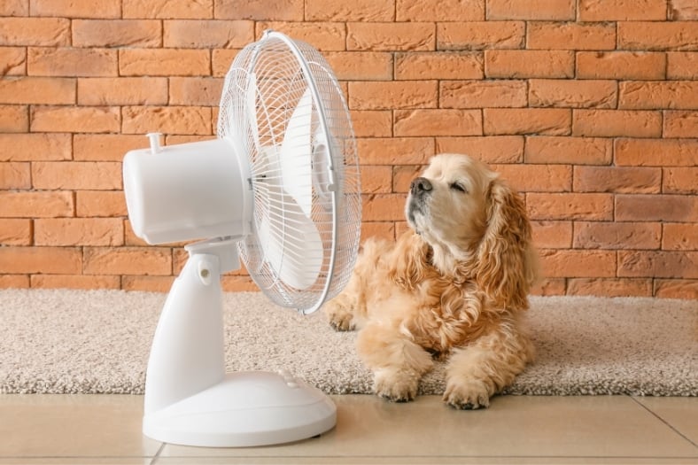 Factores a considerar al comprar un ventilador para habitaciones pequeñas